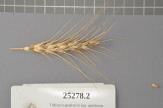 Click for 1 image(s) for this accession. Spike